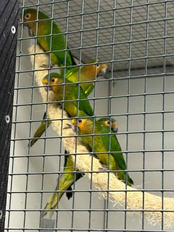 Aratinga Pertinax Surinam beschikbaar voor biedingen