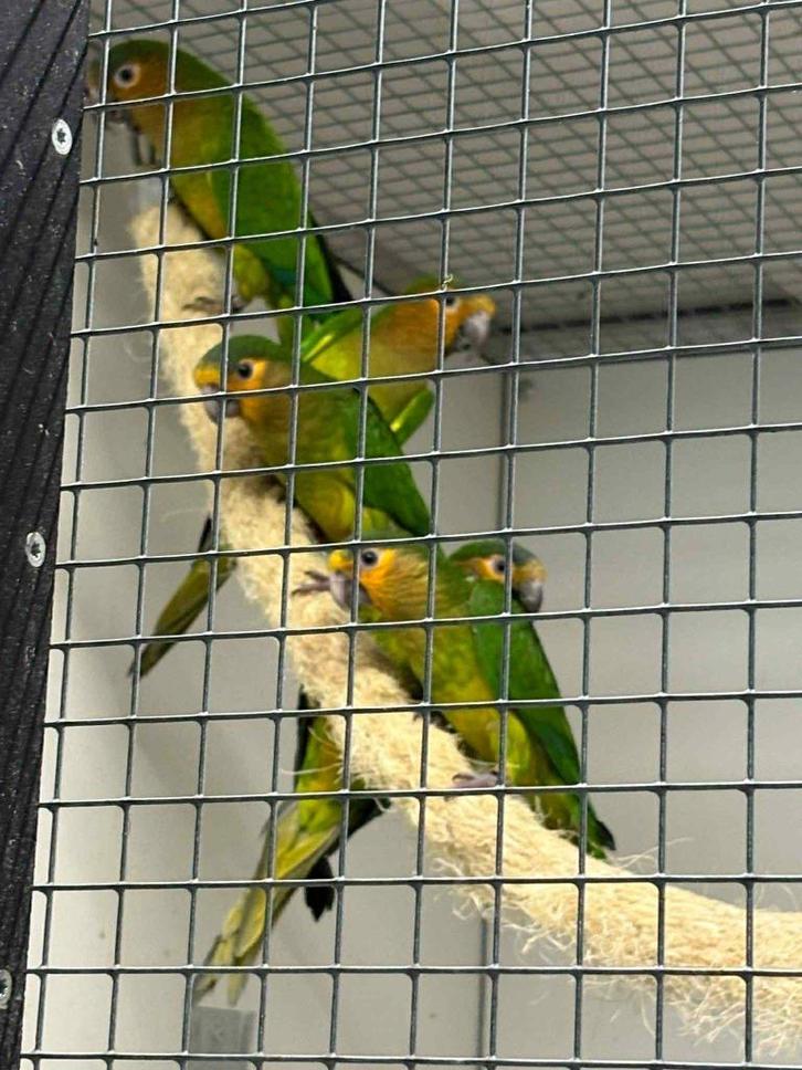 Aratinga Pertinax Surinam, Dieren en Toebehoren, Vogels | Parkieten en Papegaaien, Papegaai, Geringd