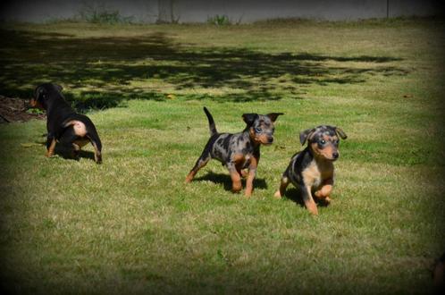 Chiots Pinscher, Animaux & Accessoires, Chiens | Bouledogues, Pinschers & Molossoïdes, Chien (mâle), Autres races, Éleveur | Professionnel