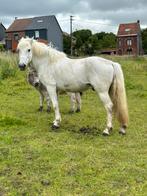 Paard te koop, Dieren en Toebehoren, Paarden en Pony's | Verzorgingsproducten