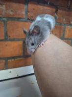 Jonge goudhamsters, verschillende kleurtjes, handtam., Dieren en Toebehoren, Knaagdieren, Augustus, Hamster, Tam