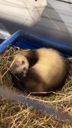 Jonge fretjes te koop, Mei, Meerdere dieren