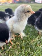 Brahma kuikens, Dieren en Toebehoren, Geslacht onbekend, Kip
