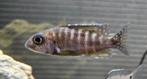 Aulonocara baenschi benga cichliden, Dieren en Toebehoren, Vissen | Aquariumvissen, Vis, Zoetwatervis