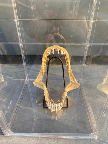 Mâchoire de requin beschikbaar voor biedingen