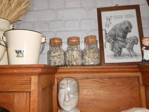 dierenwervels in oude potjes, Verzamelen, Dierenverzamelingen, Zo goed als nieuw, Schedel, Wild dier, Ophalen of Verzenden