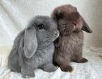 Zeldzaam mooi mega lief koppel handtamme Minilop konijntjes, Animaux & Accessoires, Plusieurs animaux, Petit, Oreilles tombantes