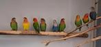 Opaline roseicollie (agaporniden/dwergpapegaai), Dieren en Toebehoren, Vogels | Parkieten en Papegaaien, Meerdere dieren, Dwergpapegaai of Agapornis