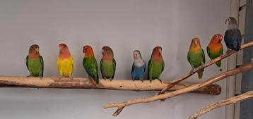 Opaline roseicollie (agaporniden/dwergpapegaai) beschikbaar voor biedingen
