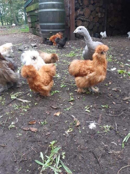 zijdehoen broedeitjes, Dieren en Toebehoren, Pluimvee, Kip, Geslacht onbekend