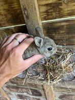 Kleurdwerg, Dieren en Toebehoren, Konijnen, Klein