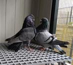 Couple pigeons Jiennense