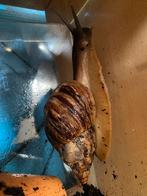 Achatina fullica white jade, Dieren en Toebehoren, Reptielen en Amfibieën