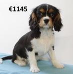Cavalier King Charles-puppy’s te koop – echte hartendiefjes!, Dieren en Toebehoren, Honden | Chihuahua's en Gezelschapshonden