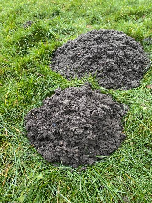 Mollenvanger, zeer snelle service, Dieren en Toebehoren, Overige Dieren