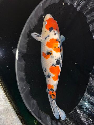Japanse koi sanke Female 72cm  beschikbaar voor biedingen