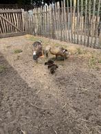 Koppel loopeenden met 3 kuikens, Meerdere dieren, Eend