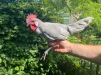 Minorca kriel haantje, Dieren en Toebehoren, Pluimvee