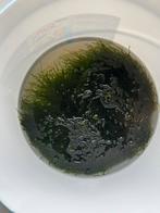 Emmer javamos, Dieren en Toebehoren, Ophalen, Zo goed als nieuw, Plant(en), Steen of Hout