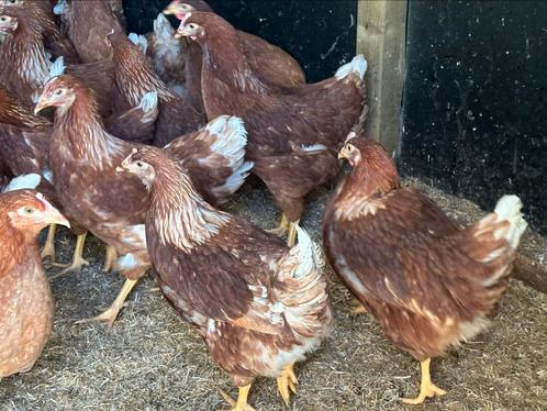 Zeer mooie bruine legkippen nu zondag en maandag in Rillaar, Dieren en Toebehoren, Pluimvee