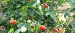 gratis hondsroos, Tuin en Terras, Planten | Tuinplanten, Volle zon, Vaste plant, Zomer, Ophalen