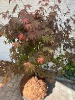 Japanse esdoorn op turf, Tuin en Terras, Ophalen