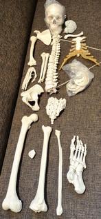 Half skelet anatomie botstukken, Zo goed als nieuw, Ophalen