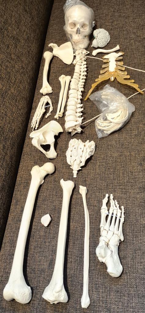 Half skelet anatomie botstukken, Divers, Fournitures scolaires, Comme neuf, Enlèvement