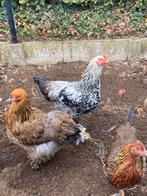Jonge haan zoekt nieuwe thuis, Dieren en Toebehoren, Mannelijk, Kip