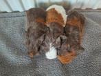 Lieve CH teddy cavia's, Dieren en Toebehoren, Knaagdieren, Meerdere dieren, Cavia, Tam