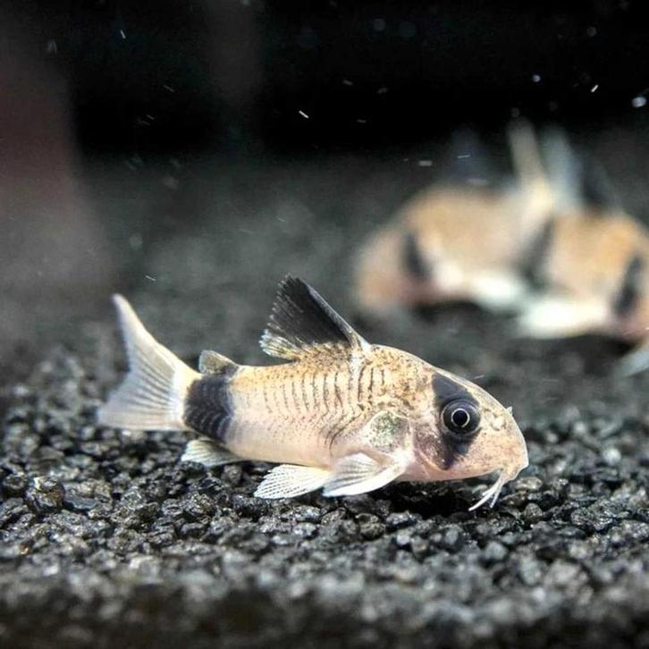 Corydoras Panda - Locatie Heerlen NL, Dieren en Toebehoren, Vissen | Aquariumvissen, Zoetwatervis, Vis, Schoolvis