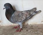 Kleurpostduif koppel, Dieren en Toebehoren, Vogels | Duiven