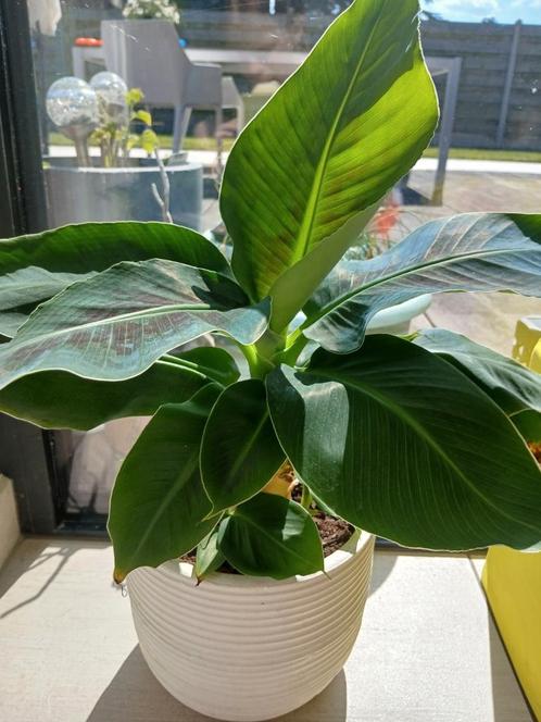 Mooi banaan boompje zonder de pot op de foto, Huis en Inrichting, Kamerplanten, Ophalen