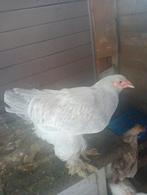 Jong brahma haantje, Dieren en Toebehoren, Pluimvee