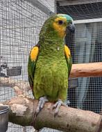 amazone papegaai, Mâle, Perroquet, Domestique