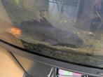 Hypostomus plecostomus algeneter >30cm, Dieren en Toebehoren