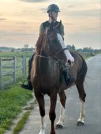 Mooie vosse stamboek merrie(springgefokt), Dieren en Toebehoren, Paarden, Merrie