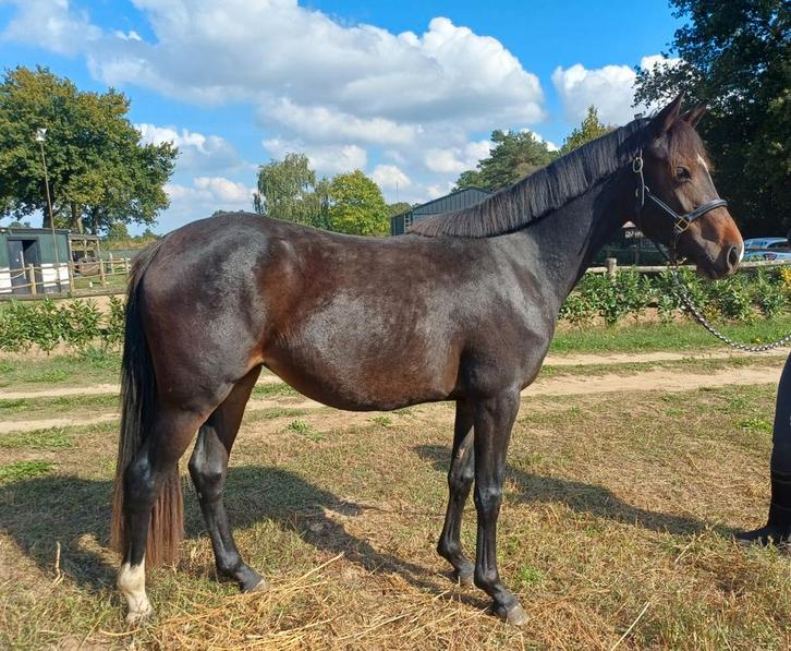 Mega bewegende en TOP brave D pony merrie, Dieren en Toebehoren, Pony's, Merrie, Onbeleerd, D pony (1.37m tot 1.48m), Dressuurpony