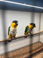 Zwartkop palida caique, Animaux & Accessoires, Oiseaux | Perruches & Perroquets, Bagué