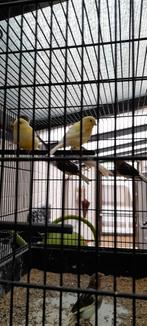 Kanaries, Dieren en Toebehoren, Vogels | Kanaries