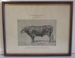 antieke lithos dieren vee koe varken Acclimatation, Verzenden