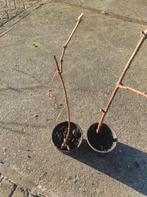 Arbustes à raisins (AVEC ET SANS PÉPINS), En pot, Plein soleil, Enlèvement ou Envoi, Printemps