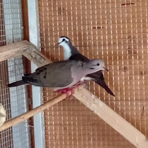 Koppel oorvlekduiven, treurduif of mouringduif van 2021, Dieren en Toebehoren, Vogels | Overige Vogels, Geringd