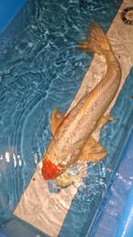 Doitsu kohaku 60cm koi, Dieren en Toebehoren