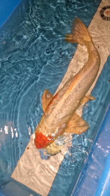 Doitsu kohaku 60cm koi beschikbaar voor biedingen