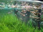 Guppy's, Dieren en Toebehoren, Vissen | Aquariumvissen, Vis, Zoetwatervis