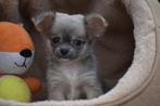 Chihuahua pup, België, 8 tot 15 weken, CDV (hondenziekte), Meerdere