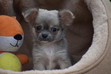 Chiot Chihuahua