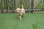 Prachtige Goldendoodle pups (golden retriever x poedel), CDV (hondenziekte), Meerdere, 8 tot 15 weken, Meerdere dieren