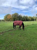 stalling met weidegang, Dieren en Toebehoren, Stalling en Weidegang, Weidegang, 1 paard of pony